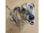 Adopt Maylee a Catahoula Leopard Dog, Mixed Breed