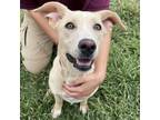 Adopt Arena a Shepherd, Labrador Retriever