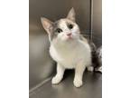 Adopt Flower a Domestic Short Hair