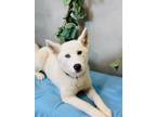 Adopt Summer a Siberian Husky, Mixed Breed