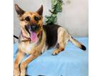 Adopt Phatgirl a German Shepherd Dog, Mixed Breed