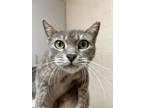 Adopt Timber a Domestic Short Hair