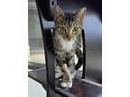 Adopt Fajita a Domestic Short Hair