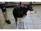 Adopt Tessa a Australian Cattle Dog / Blue Heeler, Mixed Breed