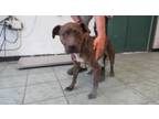 Adopt Haley a Pit Bull Terrier, Mixed Breed