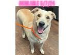 Adopt Dog Kennel #1 Bella a Yellow Labrador Retriever, Mixed Breed