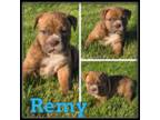 Remy