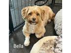 Adopt Bella a Yorkshire Terrier, Poodle
