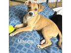 Adopt Marion a Beagle