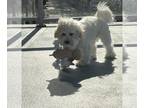 Coton de Tulear-Maltipoo Mix PUPPY FOR SALE ADN-785329 - Baby