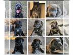 Cane Corso PUPPY FOR SALE ADN-785343 - AKC Cane Corso puppies