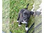 American Staffordshire Terrier PUPPY FOR SALE ADN-785445 - blue fawn pure bred