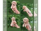 Golden Retriever PUPPY FOR SALE ADN-785601 - Golden Retriever Female