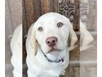 Labrador Retriever PUPPY FOR SALE ADN-785641 - AKC Labrador retriever