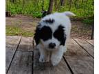 Great Pyrenees PUPPY FOR SALE ADN-785649 - Puppy