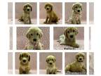 Goldendoodle PUPPY FOR SALE ADN-785719 - F1B female and male Goldendoodle