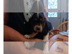 Basset Hound PUPPY FOR SALE ADN-785845 - Bassett hound puppies
