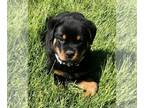 Rottweiler PUPPY FOR SALE ADN-785851 - AKC Rottweiler puppies