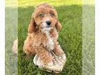 Cockapoo PUPPY FOR SALE ADN-785852 - Halo