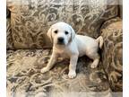 Labrador Retriever PUPPY FOR SALE ADN-785858 - White English Labrador retriever