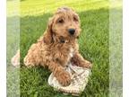 Cockapoo PUPPY FOR SALE ADN-785865 - Henry