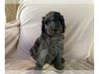 Poodle (Standard) PUPPY FOR SALE ADN-785878 - Poodle Puppies