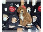 Cavapoo PUPPY FOR SALE ADN-785888 - Tiny