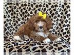 Cavapoo PUPPY FOR SALE ADN-785894 - Tilly