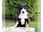 Greater Swiss Mountain Dog PUPPY FOR SALE ADN-785895 - AKC Greater Swiss