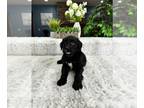 Australian Retriever PUPPY FOR SALE ADN-785896 - Golden Aussie Puppy