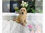 Golden Retriever PUPPY FOR SALE ADN-785900 - AKC Golden Retriever Puppy