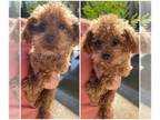 Poodle (Toy) PUPPY FOR SALE ADN-785906 - Sweet Lil Lola