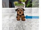 Yorkshire Terrier PUPPY FOR SALE ADN-785922 - CKC Yorkie Puppy