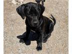 American Bandogge PUPPY FOR SALE ADN-785923 - Large breed puppies