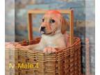 Labrador Retriever PUPPY FOR SALE ADN-785947 - AKC English Labrador