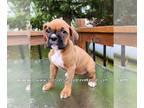 Boxer PUPPY FOR SALE ADN-785949 - AKC registered female Boxer puppies