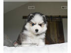 Pomsky PUPPY FOR SALE ADN-786002 - Panda Toy