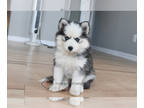 Pomsky PUPPY FOR SALE ADN-786005 - Ivy Toy