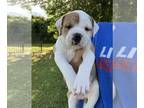 American Bulldog PUPPY FOR SALE ADN-786006 - American Bulldog Puppies