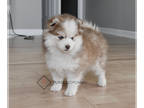 Pomsky PUPPY FOR SALE ADN-786008 - Mocha Toy