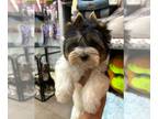 Biewer Terrier PUPPY FOR SALE ADN-786013 - Boy Show Quality