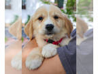 Golden Retriever PUPPY FOR SALE ADN-786014 - Golden Retriever puppy