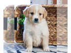 Golden Retriever PUPPY FOR SALE ADN-786014 - Golden Retriever puppy