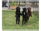 Labradoodle PUPPY FOR SALE ADN-786019 - Great Family Addition