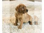 Labrador Retriever PUPPY FOR SALE ADN-786021 - Fox Red Labrador Retriever