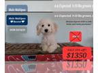 Maltipoo PUPPY FOR SALE ADN-786025 - SALE Baxter Interest Free payments