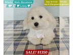 Havanese PUPPY FOR SALE ADN-786027 - SALE Lenny Interest Free Payments