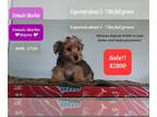 Morkie PUPPY FOR SALE ADN-786029 - SALE Rayna Interest Free payments