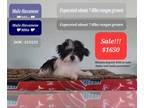 Havanese PUPPY FOR SALE ADN-786036 - SALE Mike Interest Free payments