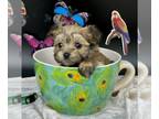 Morkie PUPPY FOR SALE ADN-786044 - Lil JitterBug 16 ounces